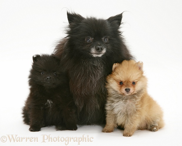 Black Pomeranian mother with one black pup and one gold pup, white background
