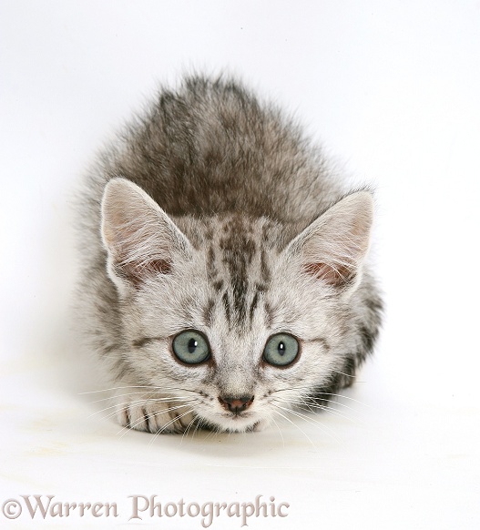 Silver tabby Bengal-cross kitten stalking, white background