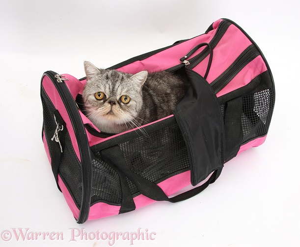 Silver tabby Exotic male cat, Bugsie, 5 years old, in a pink cat carrier, white background