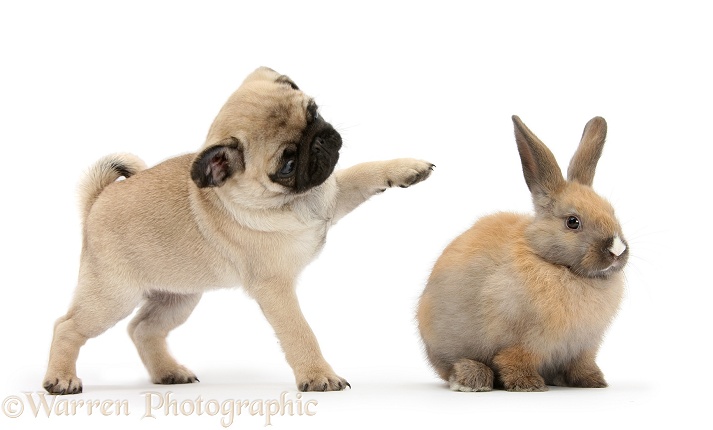 Fawn Pug pup, 8 weeks old, pawing at young rabbit, white background