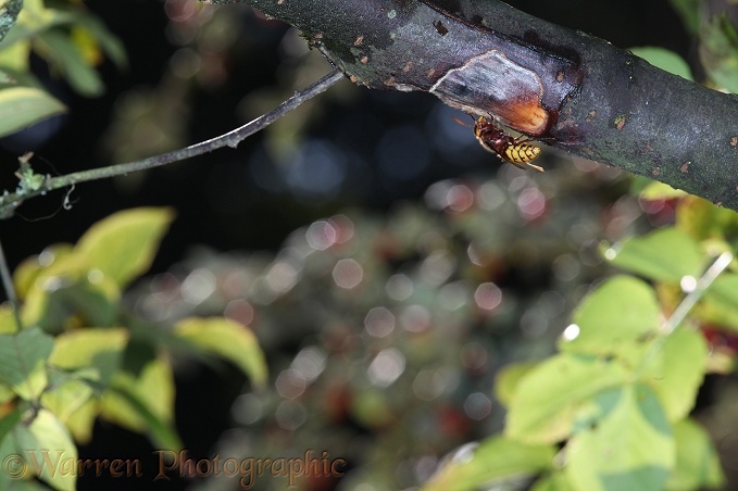 European Hornet (Vespa crabro) worker drinking sap from a wound in a Cotoneaster branch that the workers themselves have created.  Europe including Britain