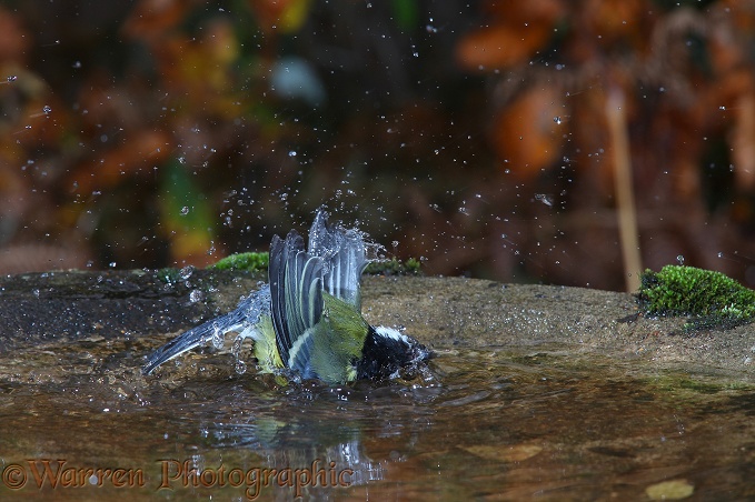Great Tit (Parus major) bathing.  Europe including Britain