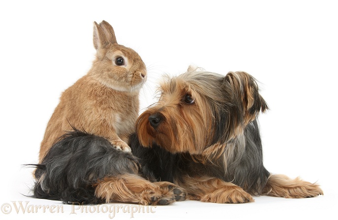 Yorkshire Terrier, Billie, with Netherland-cross rabbit, Peter, white background