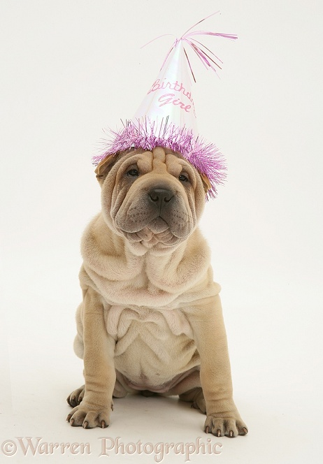 Shar-pei pup wearing a birthday party hat, white background