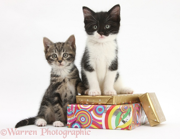 Kittens on birthday parcels, white background