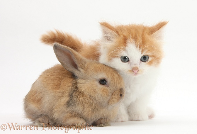 Ginger-and-white kitten baby rabbit, white background