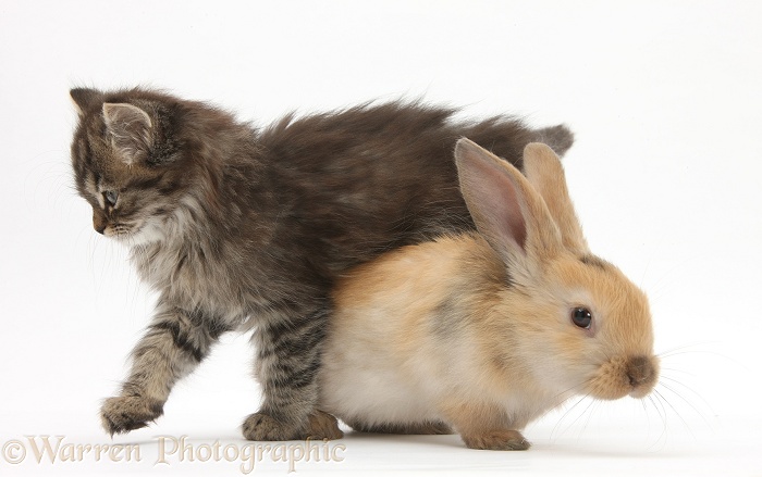 Tabby kitten, Beebee, 10 weeks old, and young rabbit, white background