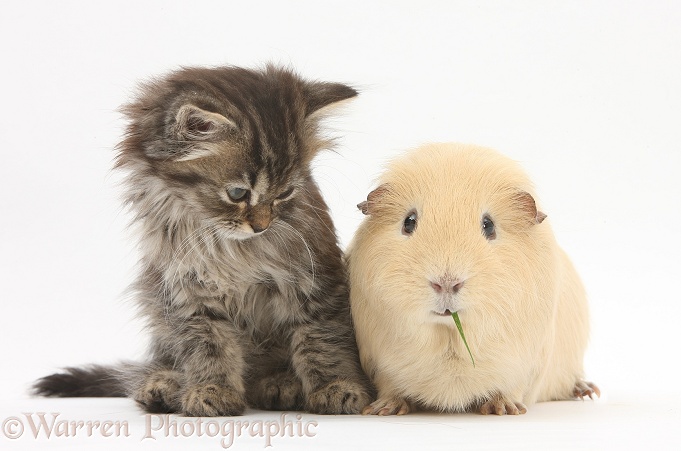 Tabby kitten, Beebee, 10 weeks old, with yellow Guinea pig, white background