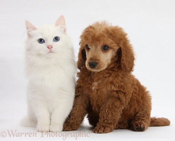 Apricot miniature Poodle pup, Ruebin, 8 weeks old, with white Maine Coon-cross kitten, white background