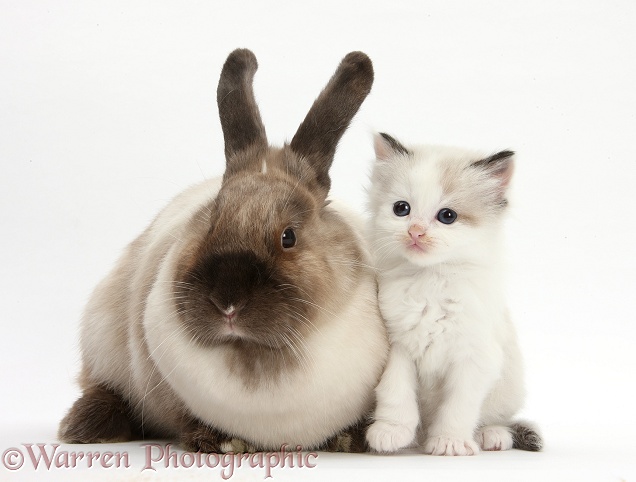 Colourpoint kitten and colourpoint rabbit, white background