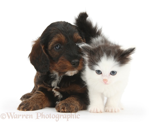 Cockapoo pup and black-and-white kitten, white background