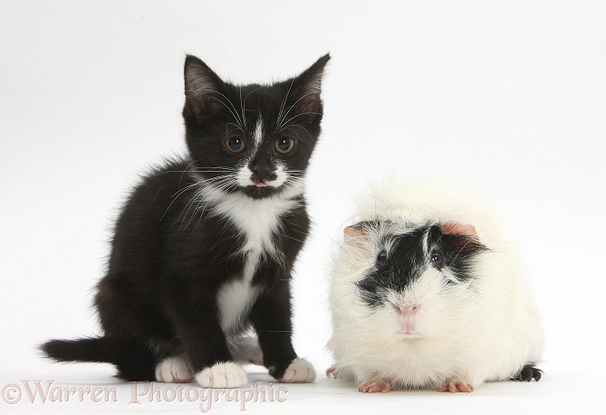 Black-and-white kitten and black-and-white Guinea pig, white background