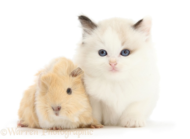 Baby Guinea pig and kitten, white background
