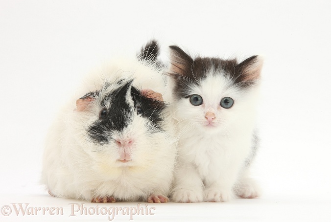 Black-and-white kitten and Guinea pig, white background