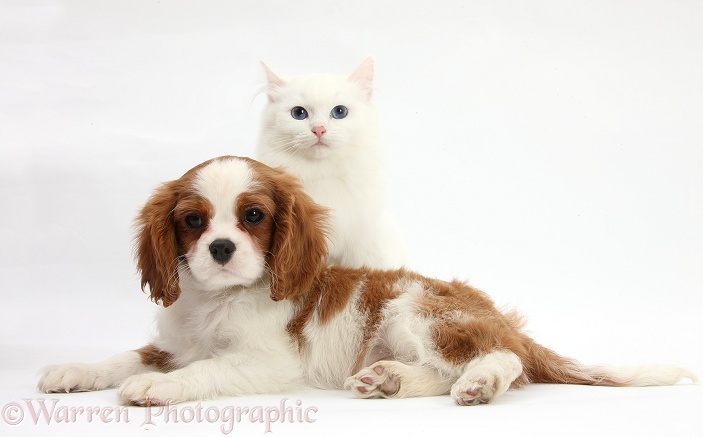 Blenheim Cavalier King Charles Spaniel pup, Harvey, 11 weeks old, with white Maine Coon-cross kitten, white background