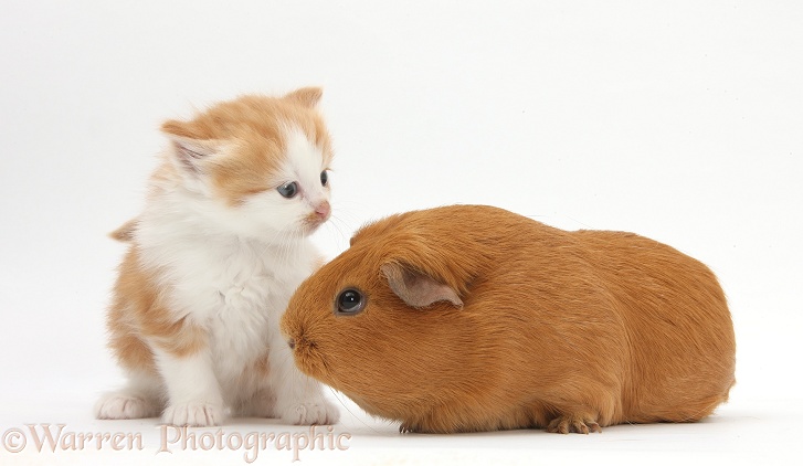 Ginger-and-white kitten with red Guinea pig, white background