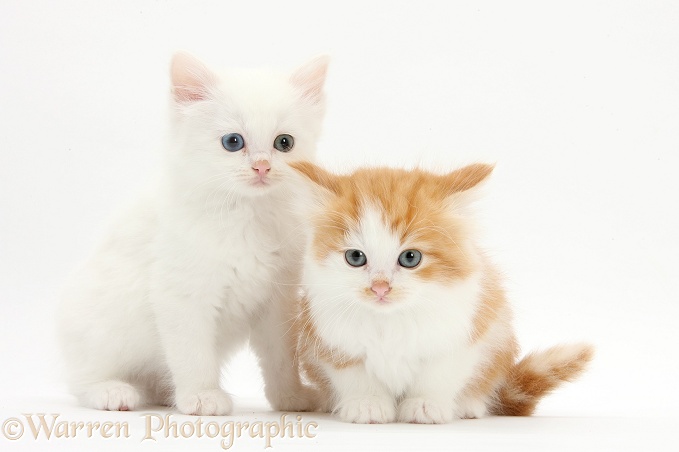 White and ginger-and-white kittens, white background