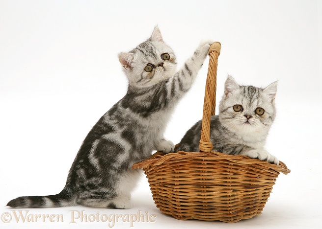 Silver tabby Exotic kittens playing with a wicker basket, white background