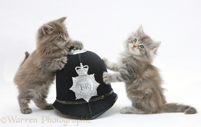 Maine Coon kittens playing with a policeman's helmet, white background