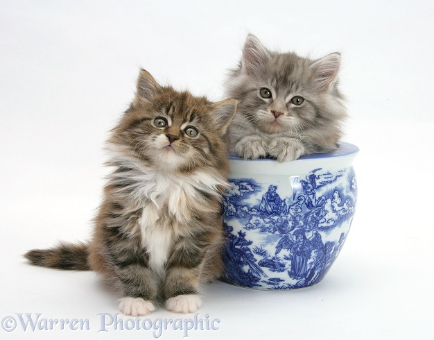Maine Coon kittens playing with a blue china pot, white background