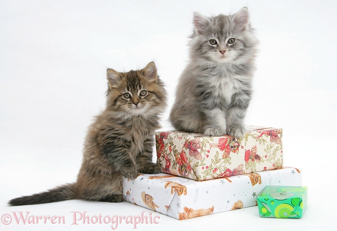 Maine Coon kittens sitting on birthday presents, white background