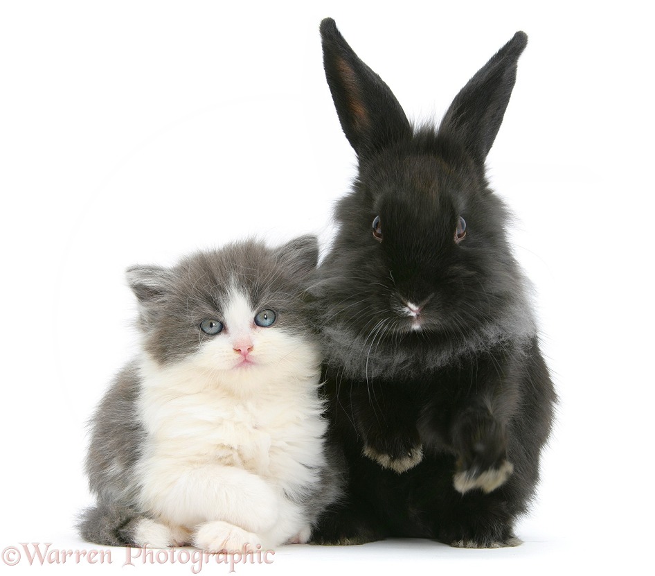 Grey-and-white kitten with black Lionhead-cross rabbit, white background
