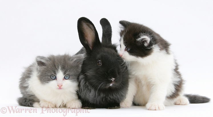 Kittens with black Lionhead-cross rabbit, white background