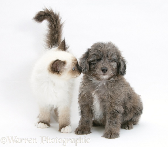 Shetland Sheepdog x Poodle pup, 7 weeks old, with Birman kitten, white background