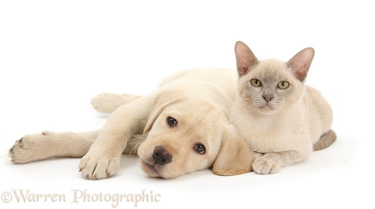 Yellow Labrador Retriever bitch pup, 9 weeks old, and young Burmese cat, white background