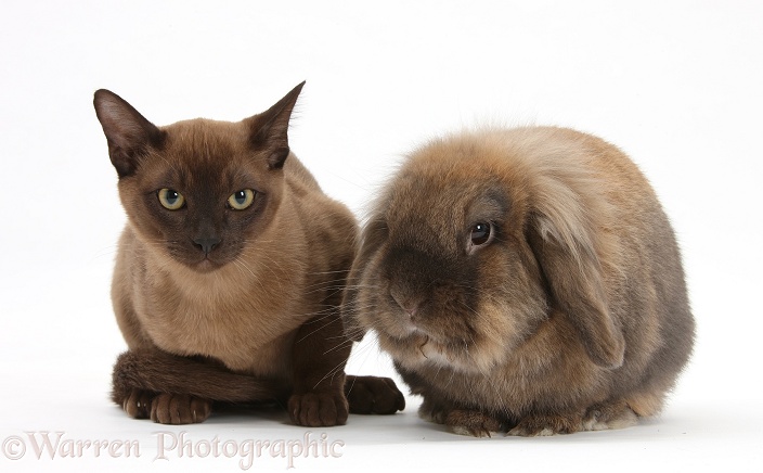 Young Burmese cat and Lionhead rabbit, white background
