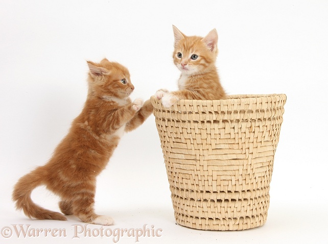 Ginger kittens, Tom and Butch, 7 weeks old, playing in a raffia basket, white background