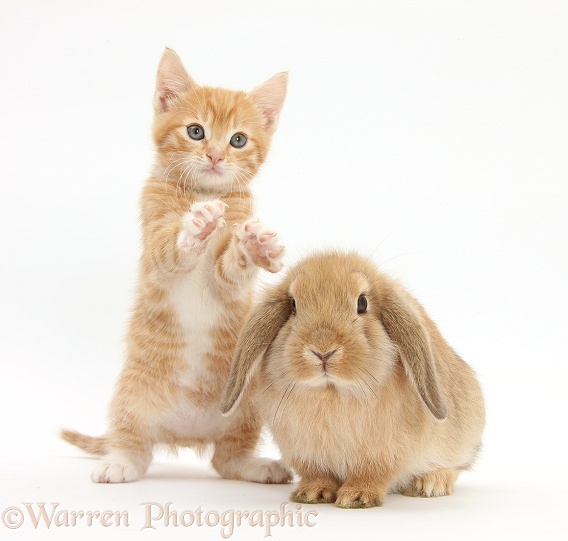 Ginger kitten, Tom, 7 weeks old, and young sandy Lop rabbit, white background
