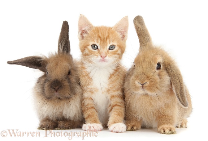 Ginger kitten, Tom, 7 weeks old, and young Lionhead-Lop rabbits, white background