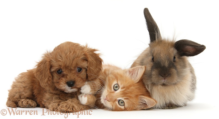 Ginger kitten, Butch, 9 weeks old, with Cavapoo pup and Lionhead rabbit, white background