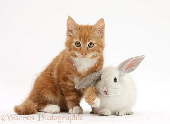 Ginger kitten, Butch, 10 weeks old, and young white rabbit, white background