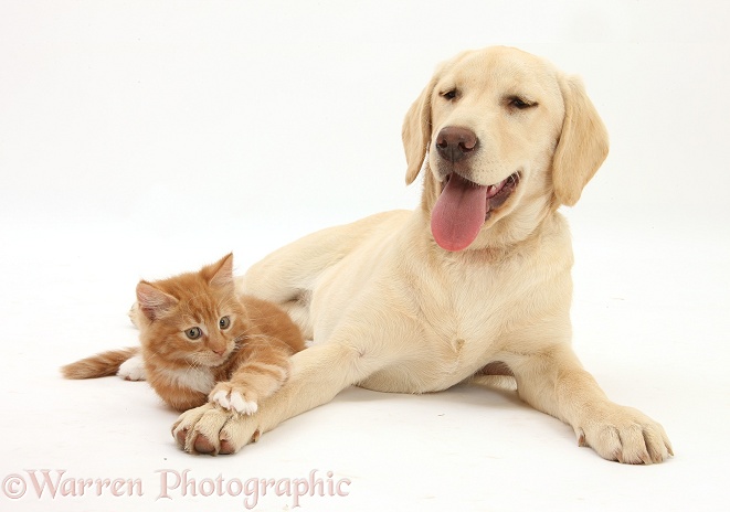 Ginger kitten, Butch, 10 weeks old, and Yellow Labrador Retriever pup, white background