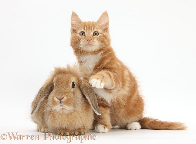 Ginger kitten, Butch, 11 weeks old, and young Sandy Lop rabbit, white background