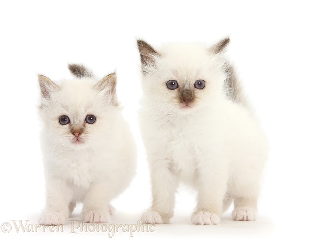 Two colourpoint kittens, white background
