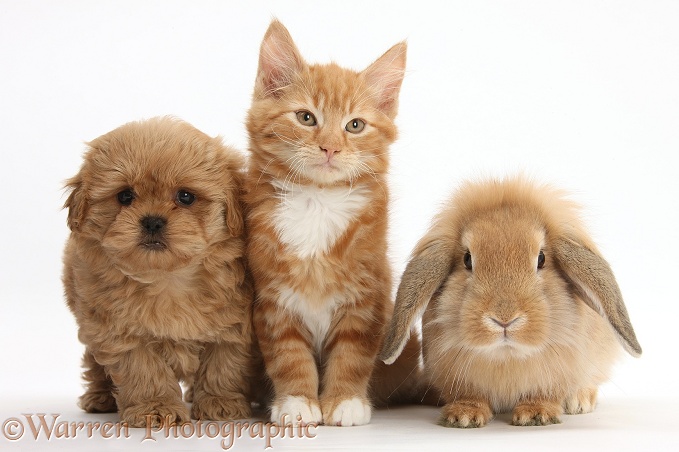 Peekapoo pup, Ginger kitten, Butch, 11 weeks old, and Sandy Lop rabbit, white background