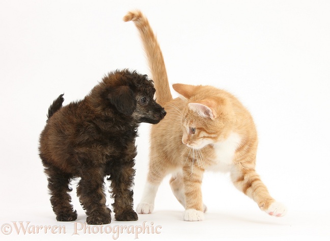 Ginger male kitten, Tom, 3 months old, and red brindle Toy Poodle pup, white background