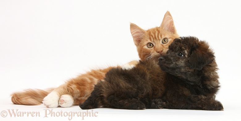 Ginger male kitten, Butch, 3 months old, and red brindle Toy Poodle pup, white background