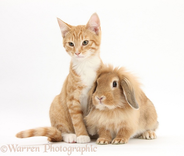 Ginger kitten, Tom, 3 months old, with Sandy Lionhead rabbit, white background