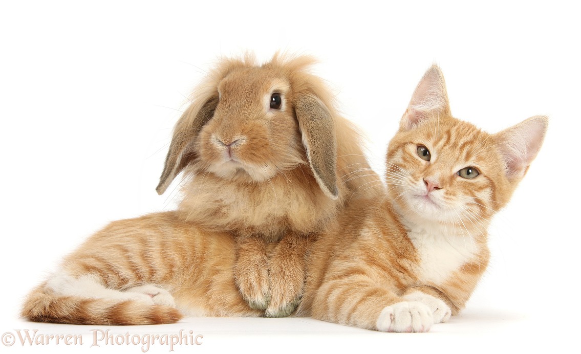 Ginger kitten, Tom, 3 months old, lying with Sandy Lionhead rabbit, white background