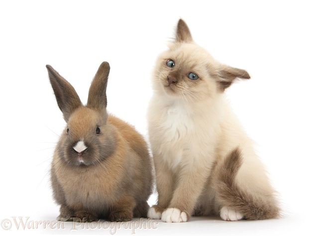 Ragdoll-cross kitten and young rabbit. Kitten shaking its head, white background