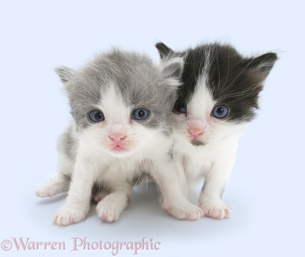 Grey-and-white and black-and-white little kittens, white background