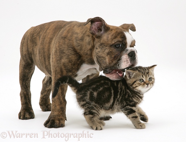 Bulldog pup playing with tabby kitten, white background