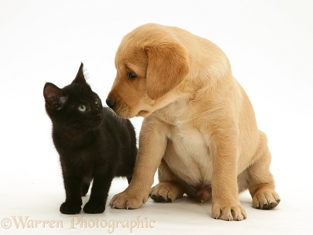 Black kitten and Yellow Labrador Retriever pup, white background