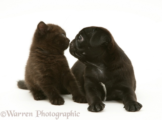 Black Pug pup, Victor, with black kitten, Panther, white background