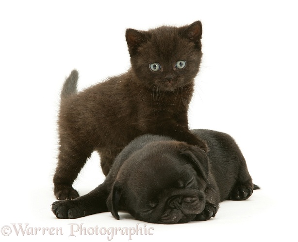 Black Pug pup, Victor, with black kitten, Panther, white background