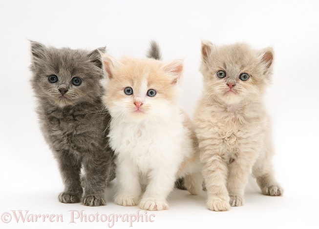 Blue, Ginger-and-white, and lilac Persian-cross Thomasina kittens, white background